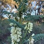 Erophaca baetica Flor