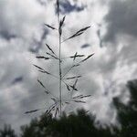 Agrostis gigantea Fruit