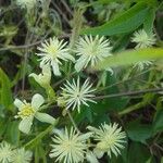 Clematis campestris Λουλούδι