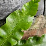 Asplenium scolopendrium Likasa