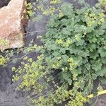 Alchemilla glaucescens Лист