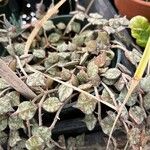 Hoya curtisii Leaf