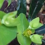 Euphorbia amygdaloides Λουλούδι
