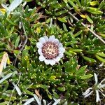 Werneria pygmaea Habit