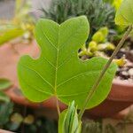 Liriodendron chinense 葉