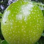 Passiflora edulis Fruit