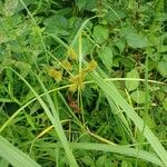 Cyperus strigosus 果實