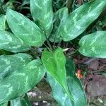 Aglaonema commutatumLeaf