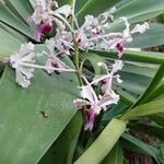 Vanda tricolor Flor