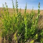 Osyris lanceolata Leaf