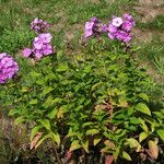 Phlox paniculata Elinympäristö