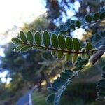 Sophora denudata Hoja