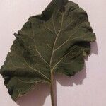 Arctium tomentosumLeaf