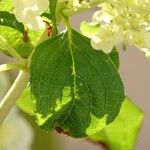 Hydrangea paniculata Liść