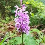 Dactylorhiza fuchsiiFlor