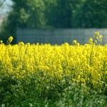 Brassica napus Λουλούδι
