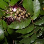Hirtella racemosa Floro
