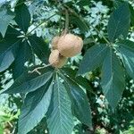 Aesculus glabra Leht