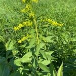 Solidago giganteaList