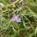 Campanula rapunculusFlower