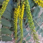 Berberis japonica Leaf