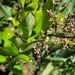 Ligustrum japonicumফুল