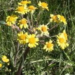 Tephroseris helenitis Λουλούδι