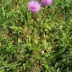 Cirsium canum ഇല