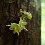 Euonymus pleurostylioides Flower