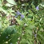 Trichostema dichotomumКвітка