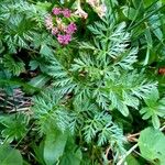 Mutellina adonidifolia 花