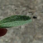 Inula montana Leaf