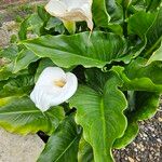 Zantedeschia aethiopica Pokrój