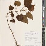 Plectranthus longiflorus Other