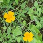 Eschscholzia caespitosa Fleur