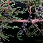 Juniperus recurva आदत