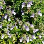 Salvia africana-caerulea Flor