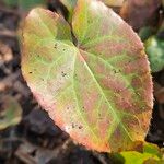 Epimedium alpinumBlad