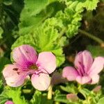 Barleria obtusa Flor