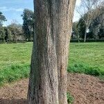 Cupressus sempervirensBark