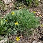 Lomatium triternatum Habit