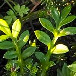 Cotula australis Leaf