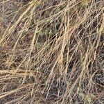 Heteropogon contortus Rinde