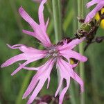 Silene flos-cuculi Fiore