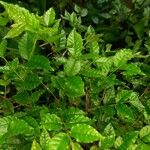 Campomanesia phaea Leaf