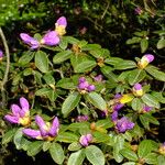 Rhododendron lapponicum পাতা