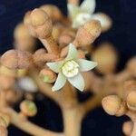 Schefflera morototoni Flor