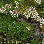 Saponaria lutea Hábito