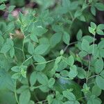 Cleome aculeata 叶