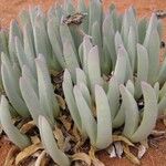 Cheiridopsis denticulata Hábito
